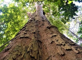 Flota do Paru - um santuário de árvores gigantes