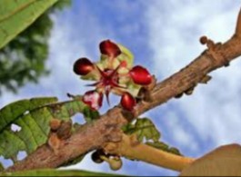 Conhecendo a Magnífica Flor de Cupuaçu: Uma das Estrelas da Floresta Amazônica