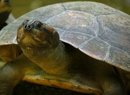 Três Curiosidades Fascinantes sobre a Tartaruga-da-Amazônia