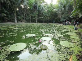 Enjoy the natural beauty at the Amazon Museum in Manaus