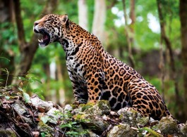 Conheça os maiores felinos da Amazônia