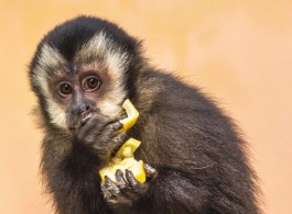 Capuchin Monkey: One of the Smartest Monkeys in the World