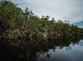 Floodplain Forest: Understand its importance for biodiversity in the Amazon