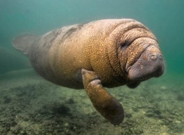 Amazonian Manatee: Learn about the region's aquatic mammal