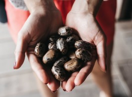 Brazil Nuts: Learn how sustainable production works in the Amazon