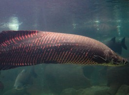 Qual o maior peixe da Amazônia?