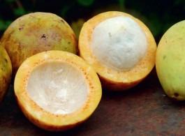 Bacuri: Amazonian Fruit That’s Good for Your Health