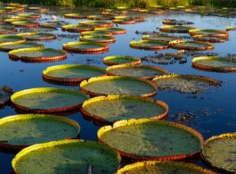 Legend of the Victoria Amazonica: An Amazonian Tale