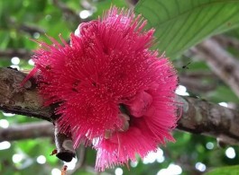 Flor de Jambo: cores e aromas que encantam a Amazônia